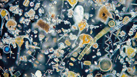 Plankton auf Wanderschaft